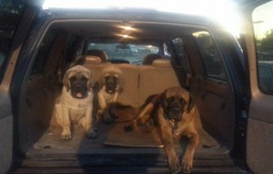 Moose, Zeus & Bruzer - Dogs in Auto Shop in Denver, CO | Hotchkiss Auto Repair